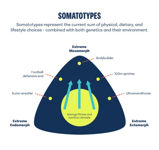 Somatotypes Diagram